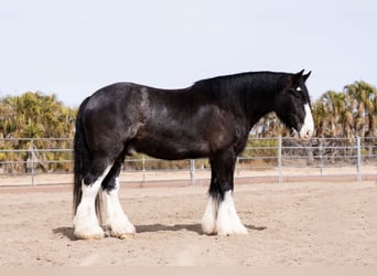 Gypsy Horse Mix, Gelding, 6 years, 16,3 hh, Roan-Blue