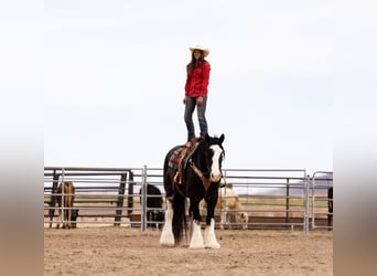 Gypsy Horse Mix, Gelding, 6 years, 16,3 hh, Roan-Blue