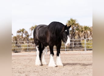 Gypsy Horse Mix, Gelding, 6 years, 16,3 hh, Roan-Blue