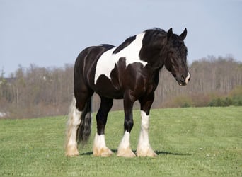 Gypsy Horse Mix, Gelding, 6 years, 16 hh, Pinto