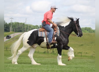 Gypsy Horse, Gelding, 6 years, 16 hh, Tobiano-all-colors