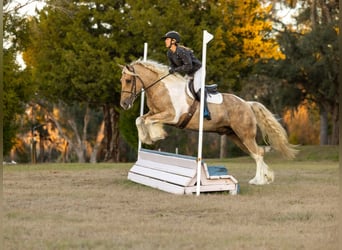 Gypsy Horse Mix, Gelding, 6 years, 16,2 hh, Pinto