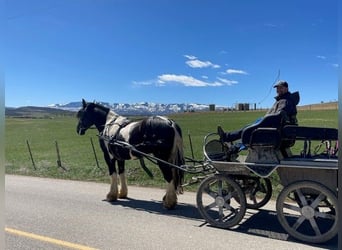 Gypsy Horse Mix, Gelding, 6 years, 17.1 hh