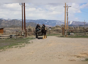 Gypsy Horse Mix, Gelding, 6 years, 17.1 hh