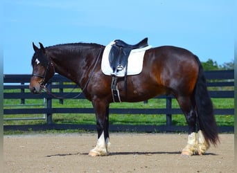 Gypsy Horse, Gelding, 6 years, Bay