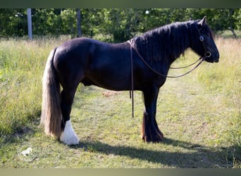Gypsy Horse, Gelding, 6 years, Black