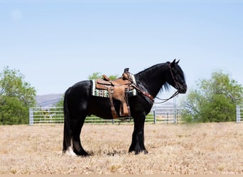 Gypsy Horse, Gelding, 6 years, Black