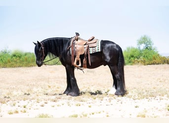 Gypsy Horse, Gelding, 6 years, Black