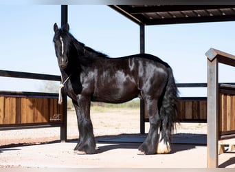 Gypsy Horse, Gelding, 6 years, Black