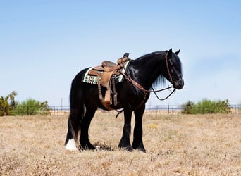 Gypsy Horse, Gelding, 6 years, Black
