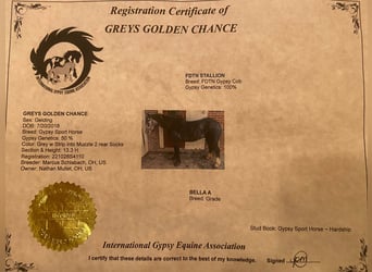 Gypsy Horse, Gelding, 6 years, Gray-Dapple