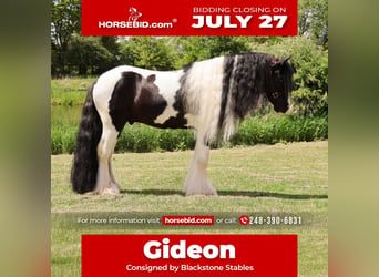 Gypsy Horse, Gelding, 6 years, Pinto