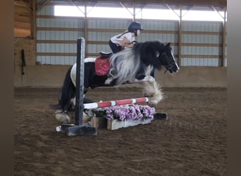 Gypsy Horse, Gelding, 6 years, Pinto