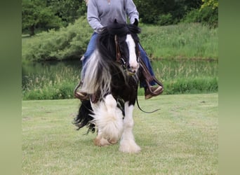 Gypsy Horse, Gelding, 6 years, Pinto