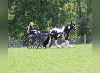 Gypsy Horse, Gelding, 6 years, Pinto