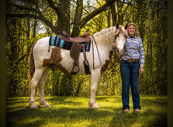 Gypsy Horse Mix, Gelding, 6 years, Pinto