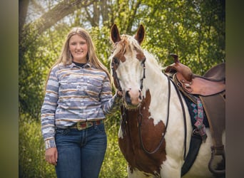 Gypsy Horse Mix, Gelding, 6 years, Pinto