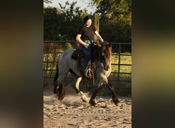 Gypsy Horse, Gelding, 6 years, Roan-Blue