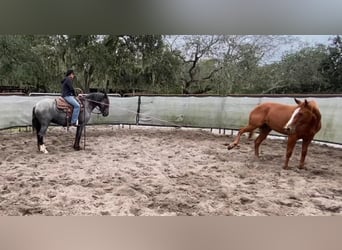 Gypsy Horse, Gelding, 6 years, Roan-Blue