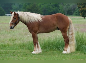 Gypsy Horse Mix, Gelding, 6 years, Sorrel