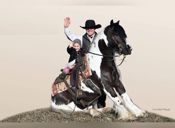 Gypsy Horse, Gelding, 6 years, Tobiano-all-colors