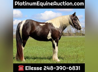 Gypsy Horse, Gelding, 6 years, Tobiano-all-colors