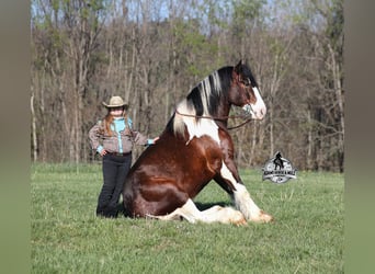 Gypsy Horse, Gelding, 6 years