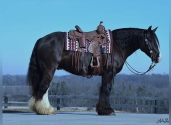Gypsy Horse, Gelding, 6 years
