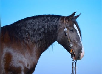 Gypsy Horse, Gelding, 6 years