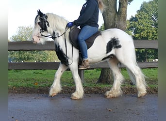 Gypsy Horse, Gelding, 7 years, 12.1 hh, Pinto
