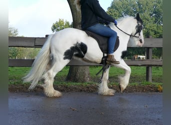 Gypsy Horse, Gelding, 7 years, 12.1 hh, Pinto