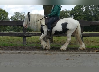 Gypsy Horse, Gelding, 7 years, 12,1 hh, Pinto