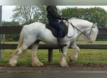 Gypsy Horse, Gelding, 7 years, 12,2 hh, Gray