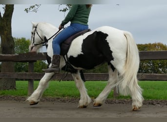 Gypsy Horse, Gelding, 7 years, 12.2 hh, Pinto