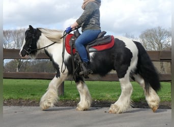 Gypsy Horse, Gelding, 7 years, 12.3 hh, Pinto