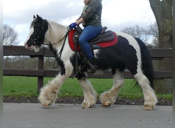 Gypsy Horse, Gelding, 7 years, 12.3 hh, Pinto