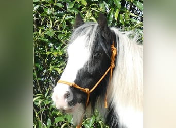 Gypsy Horse, Gelding, 7 years, 12.3 hh, Pinto