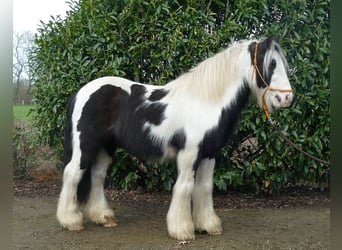 Gypsy Horse, Gelding, 7 years, 12.3 hh, Pinto