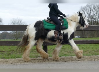 Gypsy Horse, Gelding, 7 years, 12.3 hh, Pinto