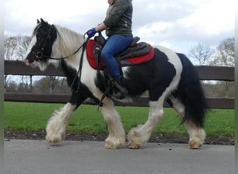 Gypsy Horse, Gelding, 7 years, 12.3 hh, Pinto