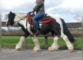 Gypsy Horse, Gelding, 7 years, 12.3 hh, Pinto
