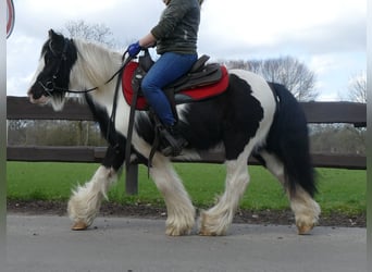 Gypsy Horse, Gelding, 7 years, 12.3 hh, Pinto