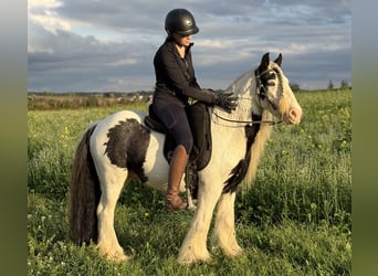 Gypsy Horse, Gelding, 7 years, 12.3 hh, Pinto