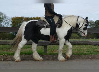 Gypsy Horse, Gelding, 7 years, 13,1 hh, Pinto