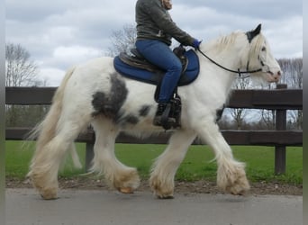 Gypsy Horse, Gelding, 7 years, 13.1 hh, Pinto