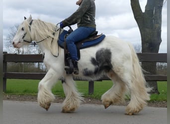Gypsy Horse, Gelding, 7 years, 13.1 hh, Pinto