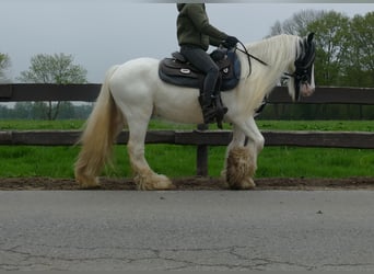 Gypsy Horse, Gelding, 7 years, 13.1 hh, Pinto
