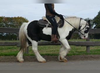 Gypsy Horse, Gelding, 7 years, 13,1 hh, Pinto