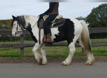 Gypsy Horse, Gelding, 7 years, 13,1 hh, Pinto