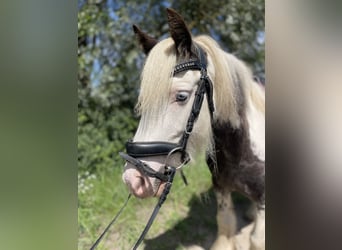 Gypsy Horse, Gelding, 7 years, 13.1 hh, Tobiano-all-colors